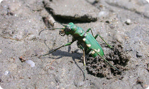 cicindela