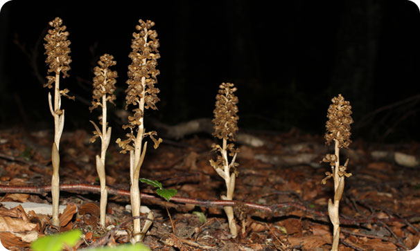 monitoraggio Altra Fauna