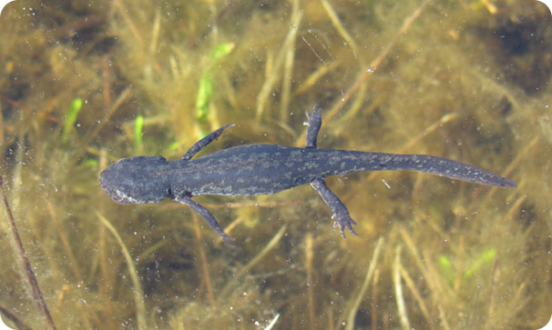 monitoraggio Altra Fauna