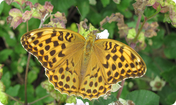 monitoraggio Altra Fauna