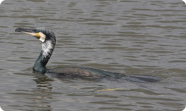 cormorano