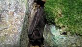 Myotis mystacinus