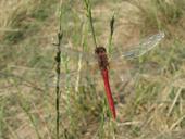 Sympetrum sanguineum