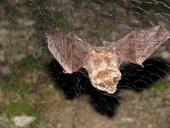 Cattura con mist net Rhinolophus ferrumequinum