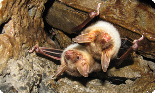 identificazione bioacustica