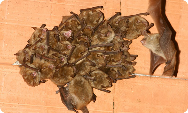 identificazione bioacustica