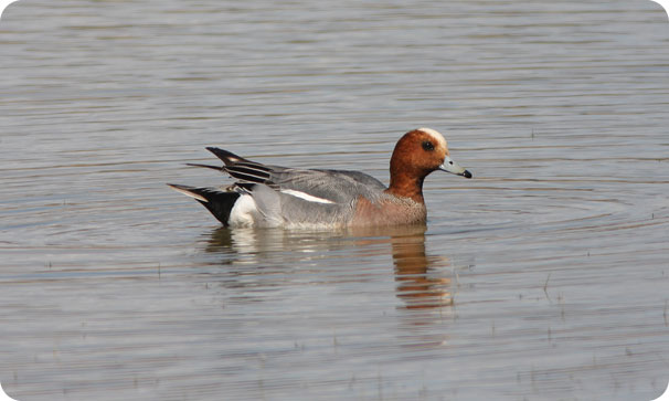 monitoraggio Avifauna